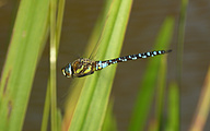 Migrant Hawker (Male, Aeshna mixta)